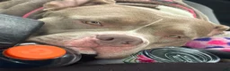 American Bully dogs for sale: American Bully 1 - Ad 13