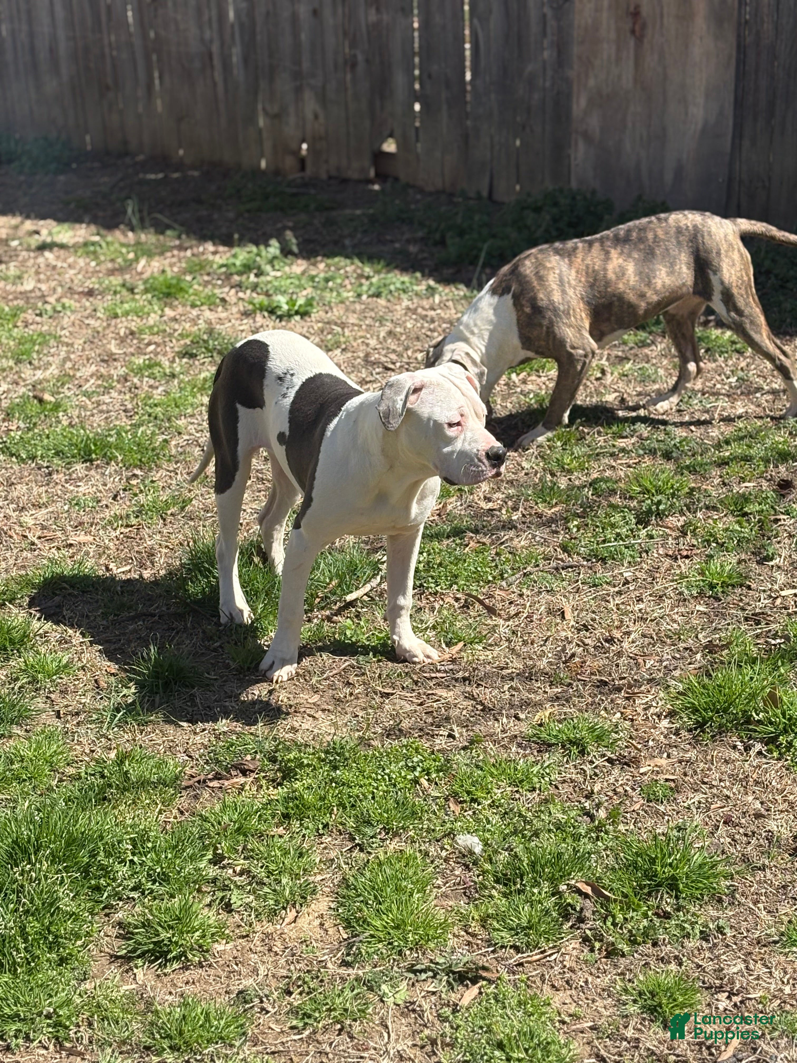 Mixed Breed dogs Myla - Ad 1