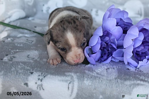 Mixed Breed dogs for sale: Lila - Ad 3