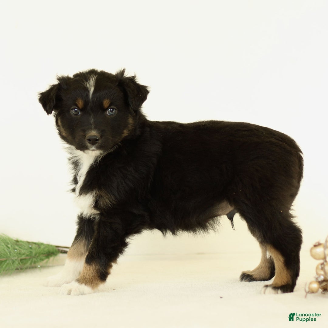 Australian Shepherd dogs for sale: Gabe  - Ad 2