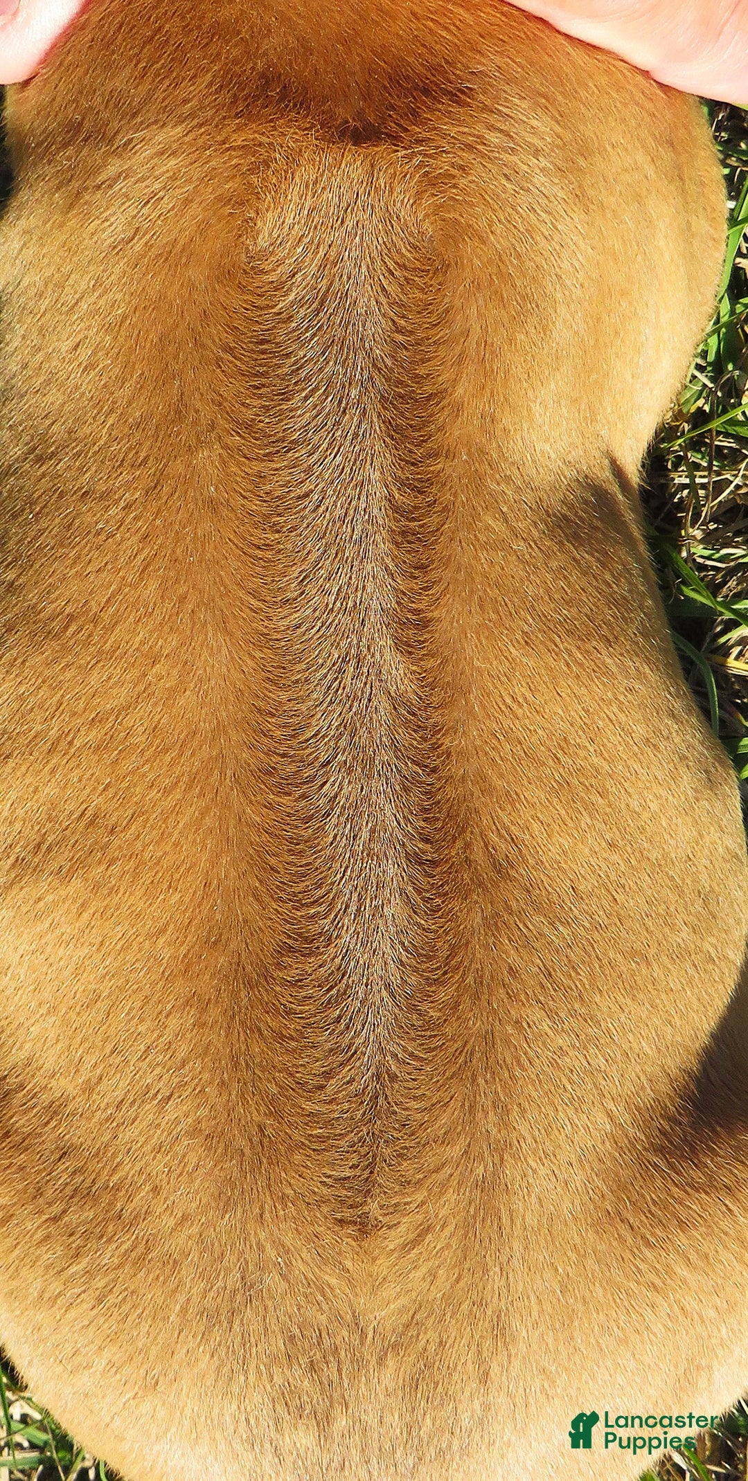 Rhodesian Ridgeback dogs for sale: Rhodesian Ridgeback Puppy 2 - Ad 3