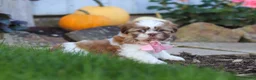 Shih Tzu dogs for sale: Lucy - Ad 6