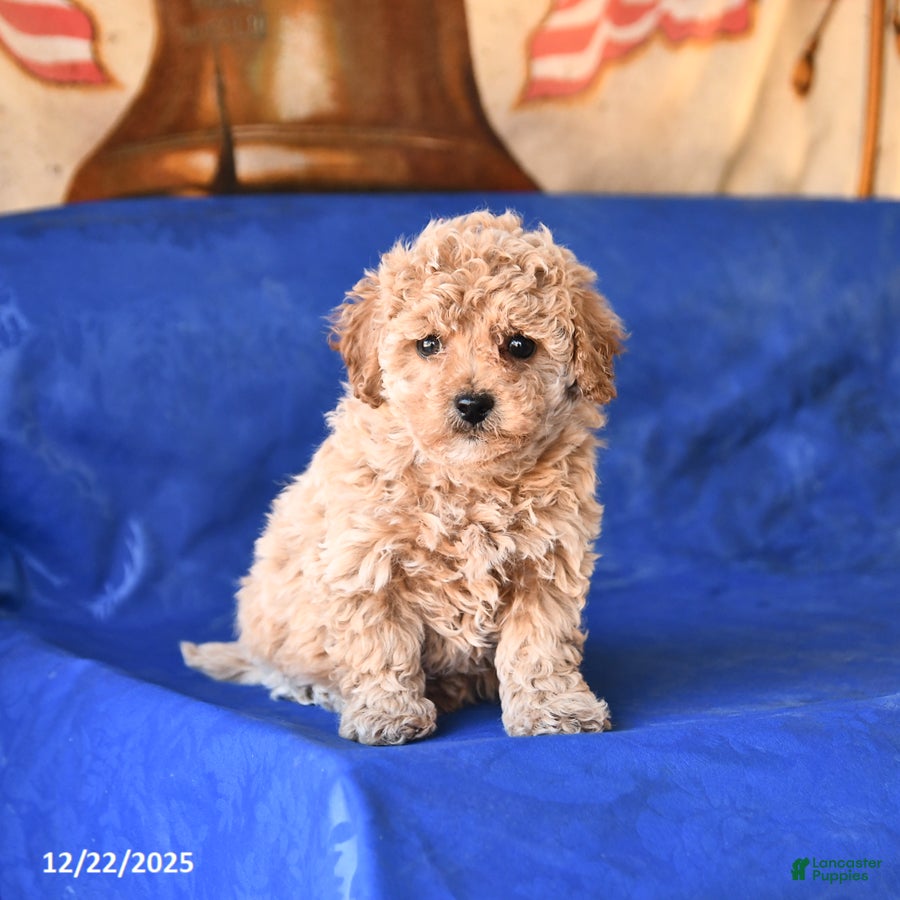 Bichpoo dogs Teddy - Ad 18