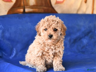 Bichpoo dogs Teddy - Ad 18