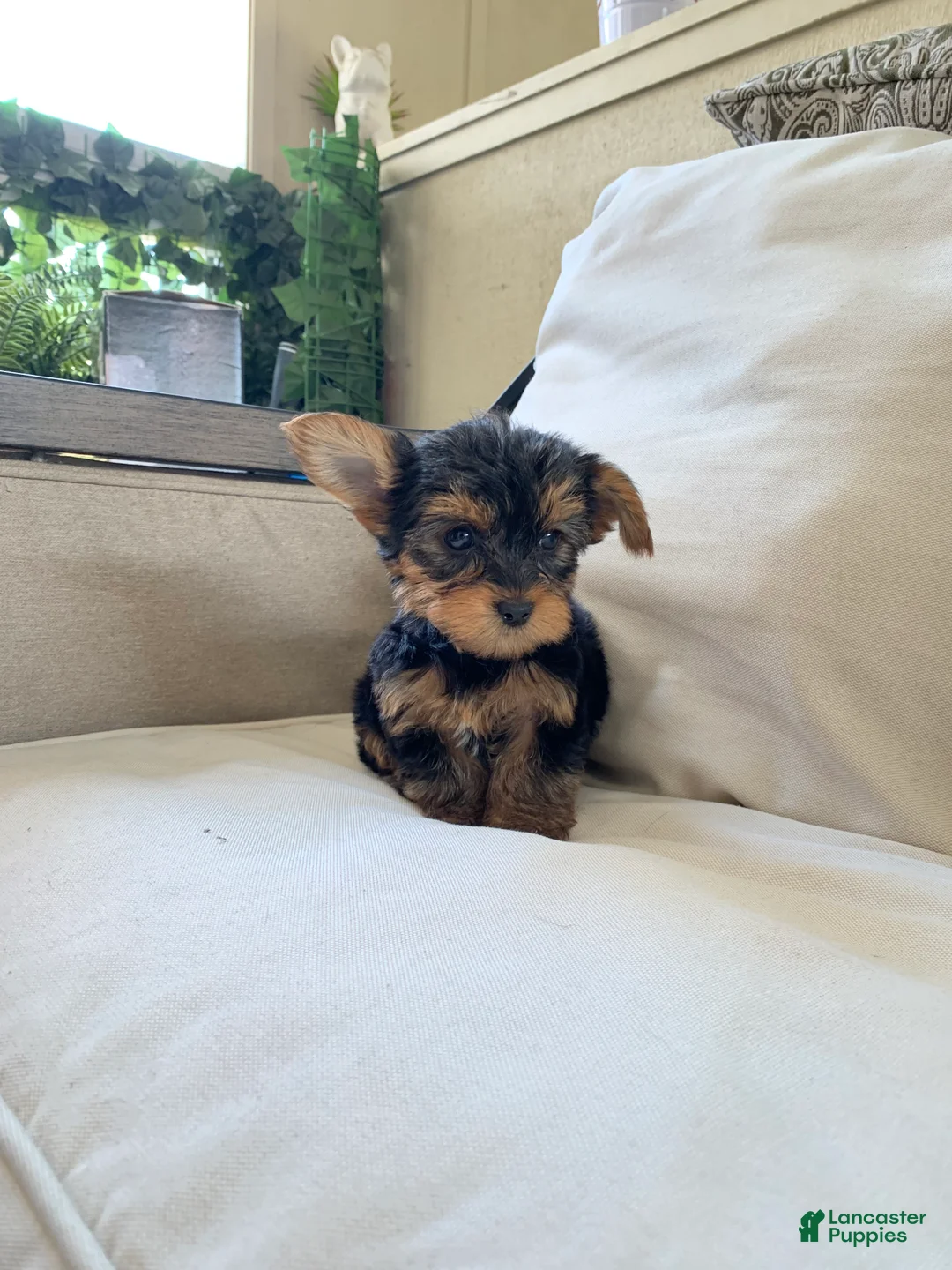 Yorkshire Terrier dogs for sale: Max - Ad 1