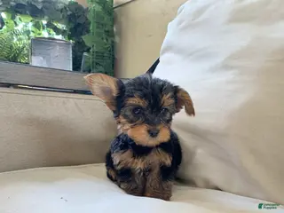 Yorkshire Terrier dogs for sale: Max - Ad 1