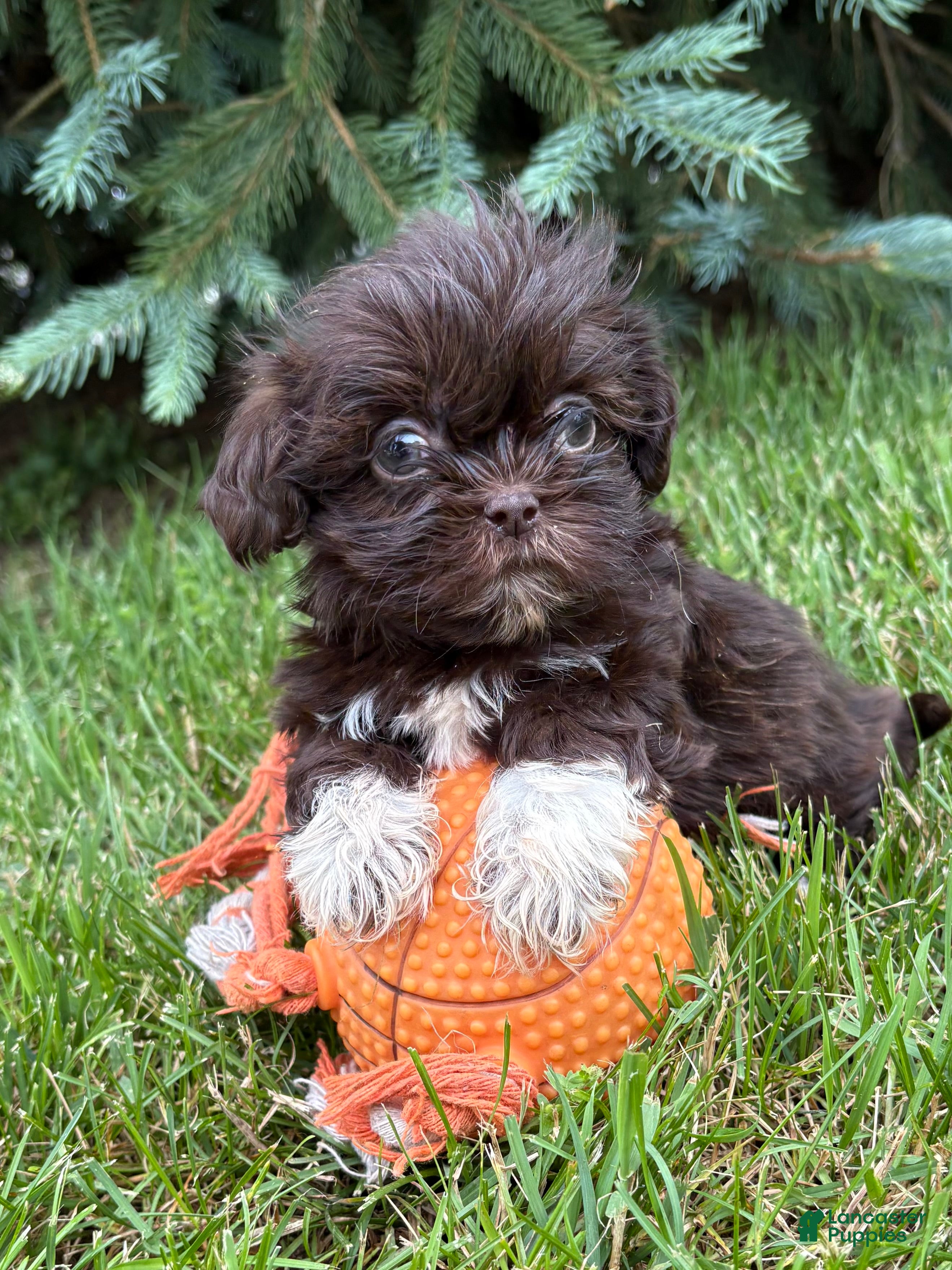Shih Tzu dogs Harvey - Ad 1