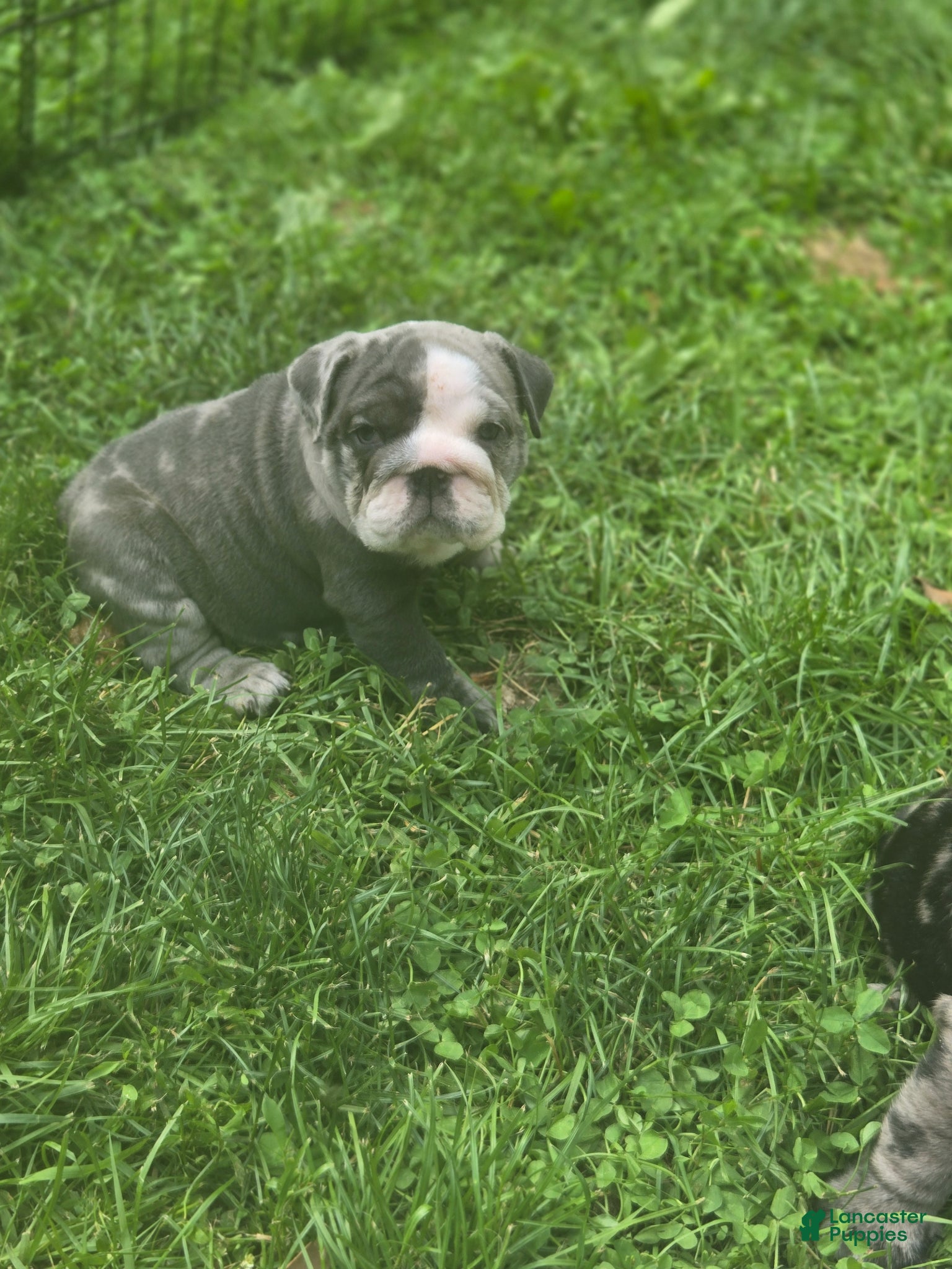 English Bulldog dogs Molly English Bulldog Puppy 1 - Ad 1