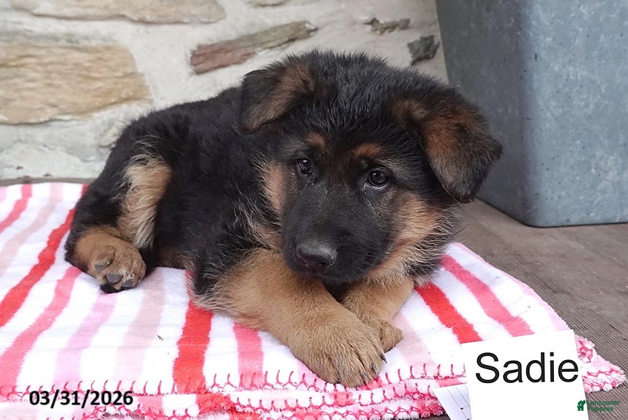 German Shepherd dogs Sadie - Ad 2