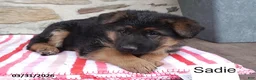 German Shepherd dogs for sale: Sadie - Ad 2