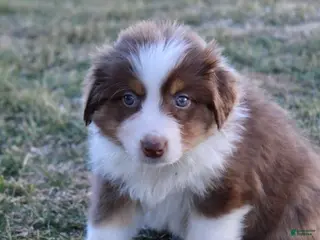Australian Shepherd dogs for sale: Molly - Ad 2