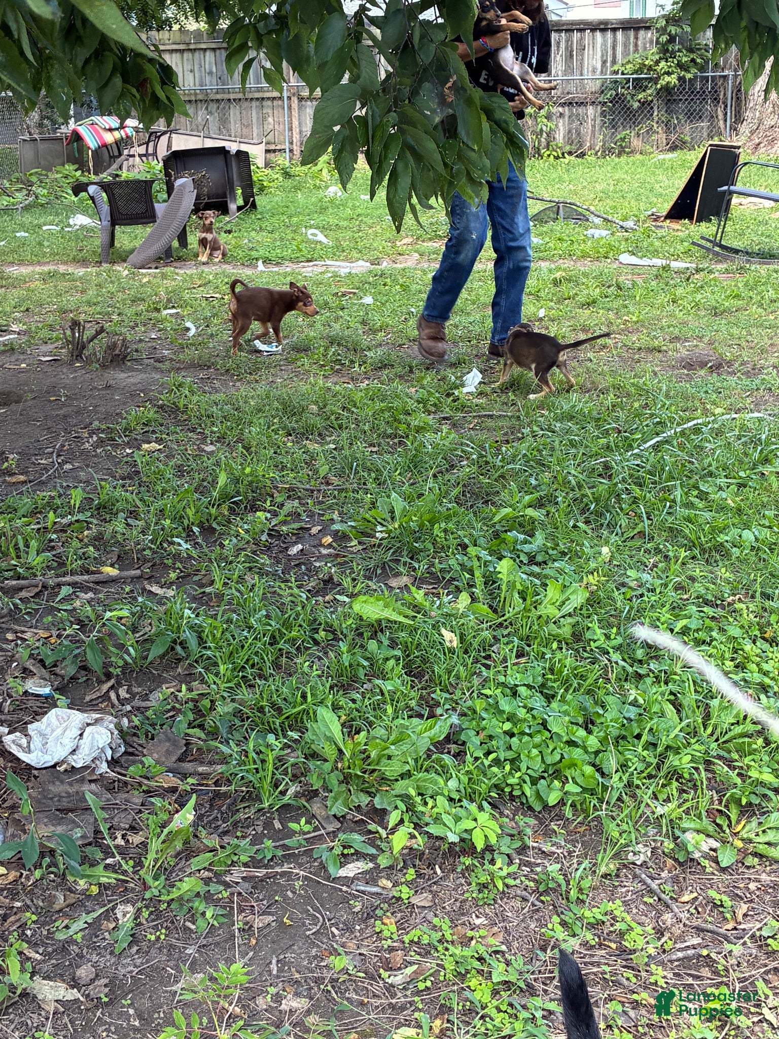 Miniature Pinscher dogs Miniature Pinscher 2 - Ad 2