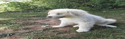 Great Pyrenees dogs for sale: Shasta - Ad 4