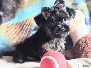 Yorkiepoo dogs - Ad 41