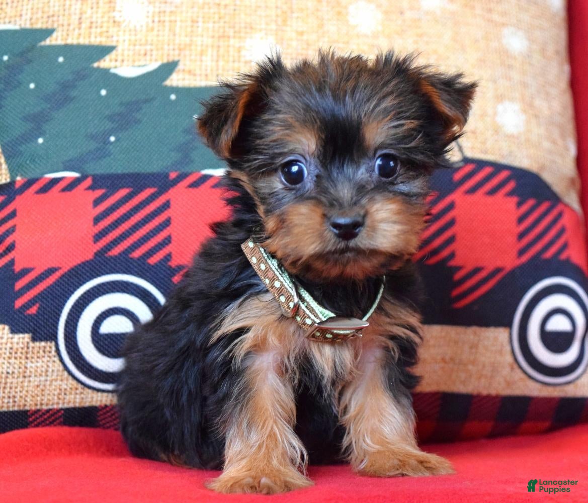 Yorkshire Terrier dogs Cupid - Ad 36