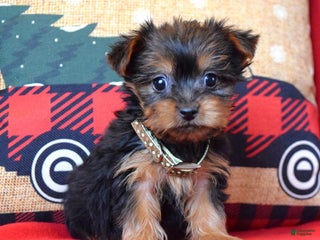 Yorkshire Terrier dogs Cupid - Ad 34