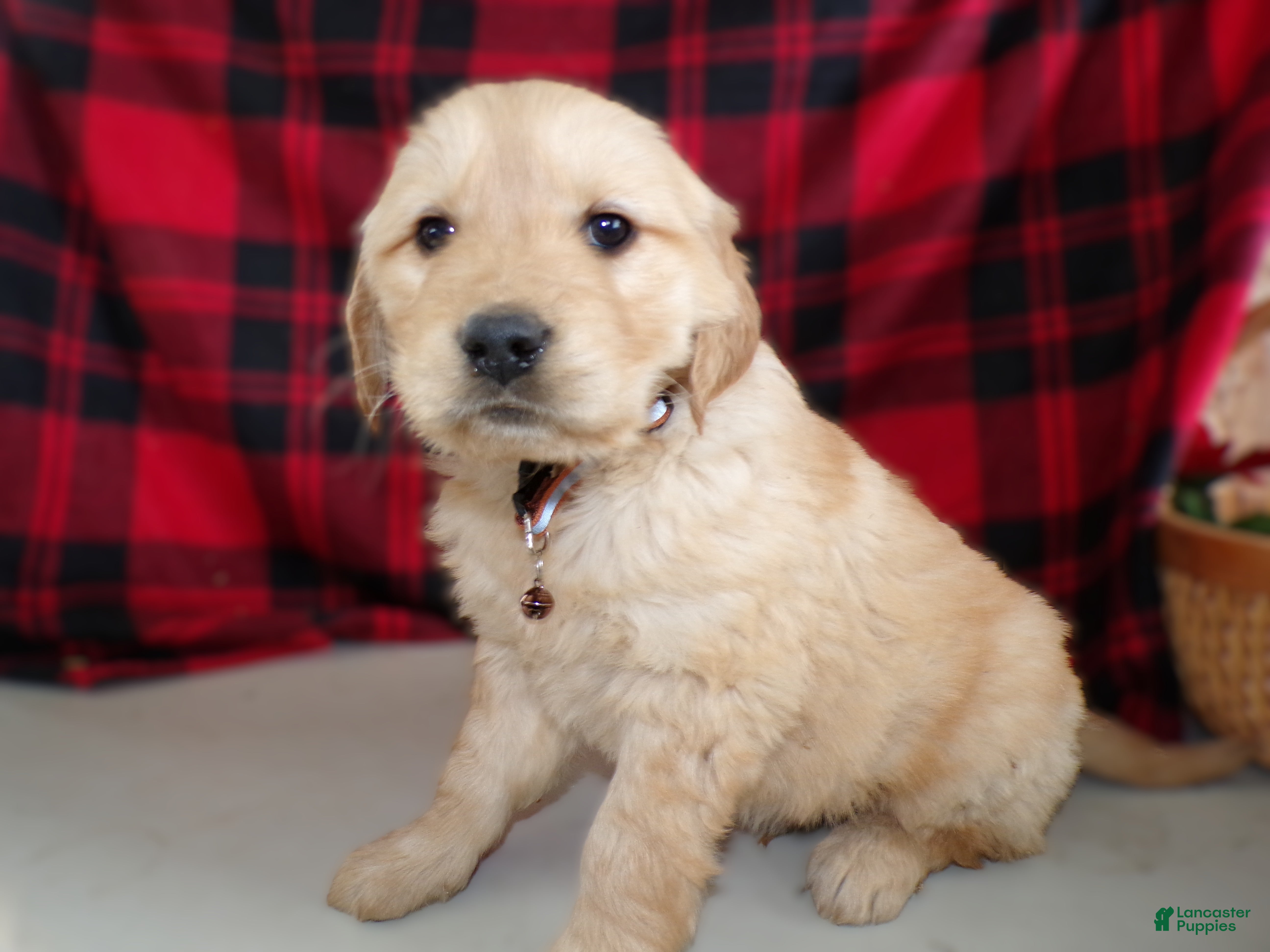 Golden Retriever dogs Golden Retriever Puppy 4 Marco - Ad 27