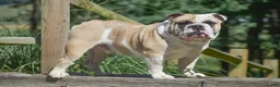 Olde English Bulldogge dogs for sale: Memphis - Ad 4