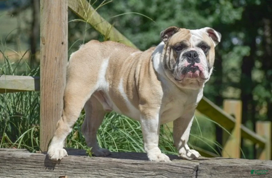 Olde English Bulldogge dogs for sale: Memphis - Ad 4