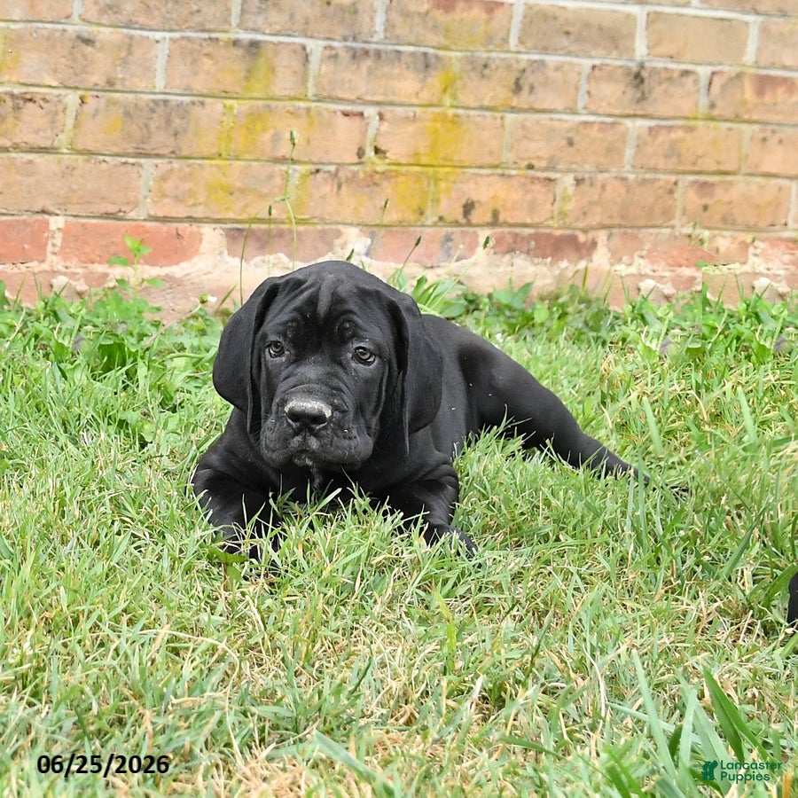 Cane Corso dogs Dallas - Ad 2