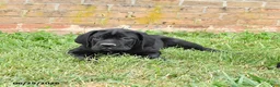 Cane Corso dogs for sale: Dallas - Ad 7