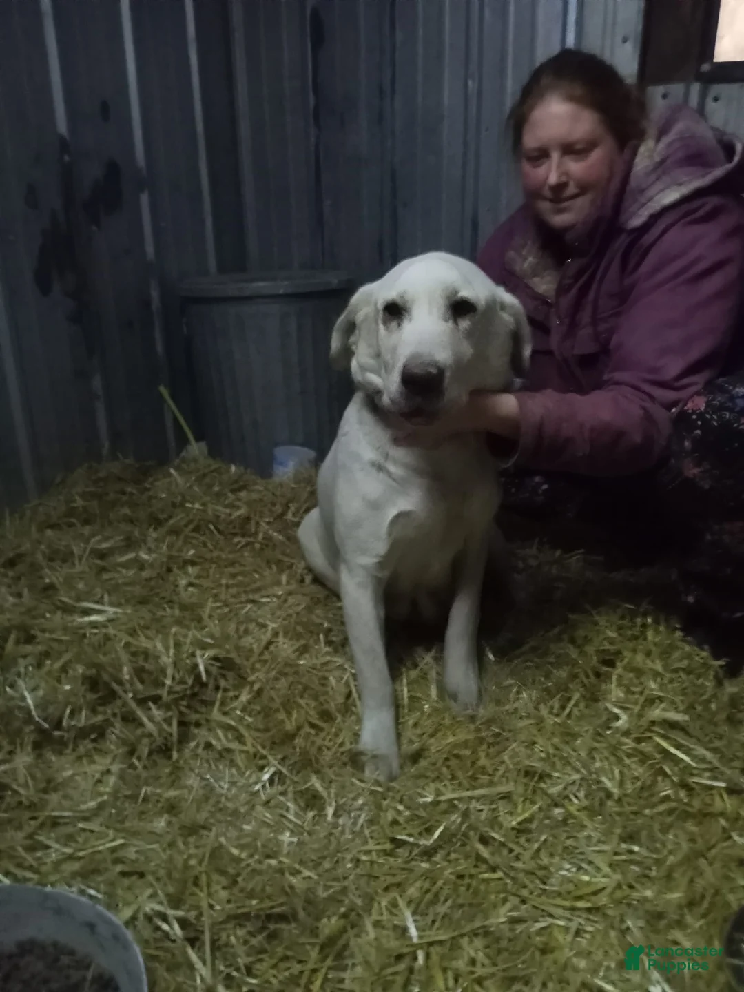 Gallery Image {{count}}