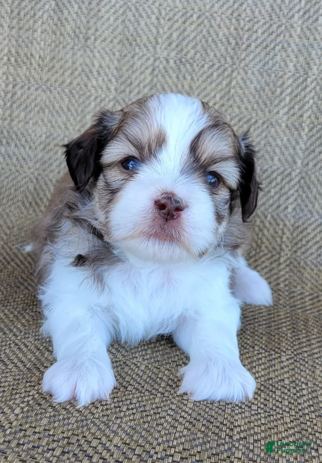 Teddy Bear dogs for sale: Sophia - Ad 1