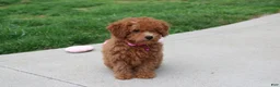 Bichpoo dogs for sale: Trixie - Ad 5