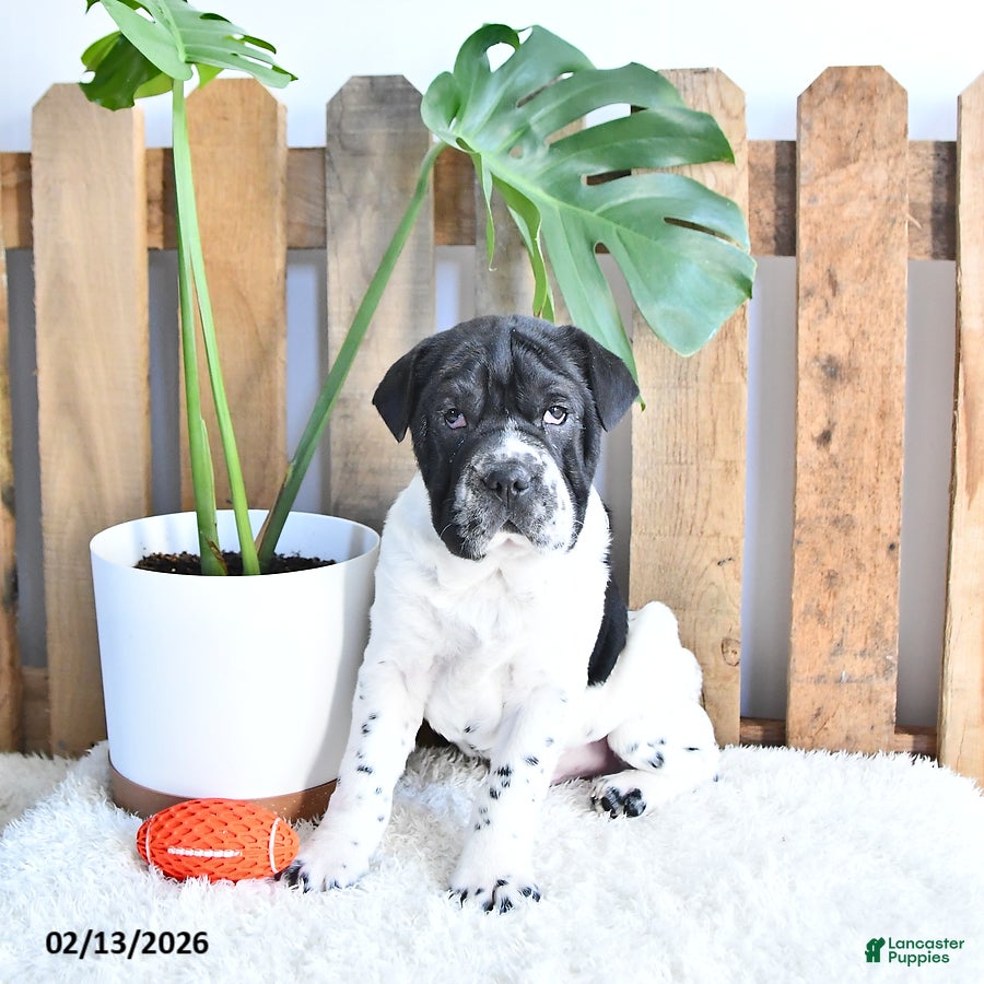 Mini Hippo dogs Gus - Ad 2