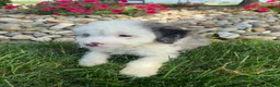 Mini Bernedoodle dogs for sale: Tonya - Ad 3