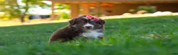 Miniature Australian Shepherd dogs for sale: Jinx - Ad 6