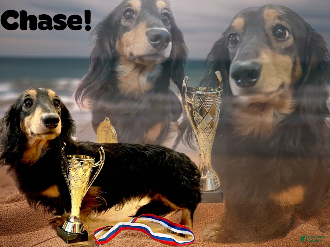 Miniature Dachshund dogs for stud: For stud not sale  - Ad 4