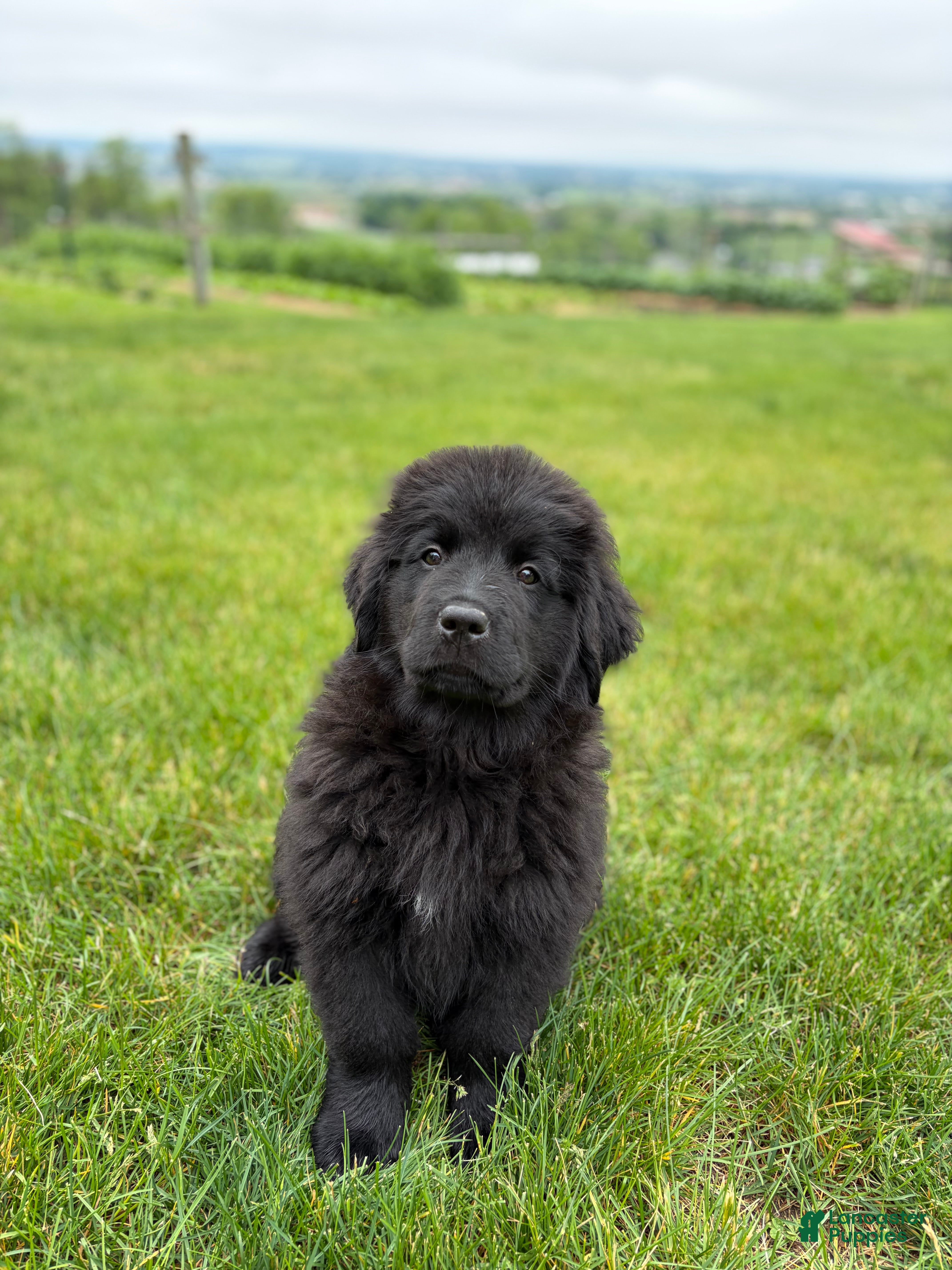 Newfoundland dogs Ember - Ad 1