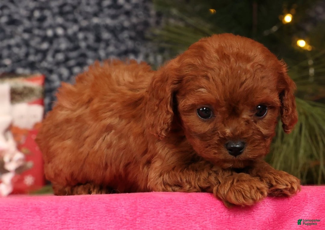 Cavapoo dogs for sale: Lana - Ad 9