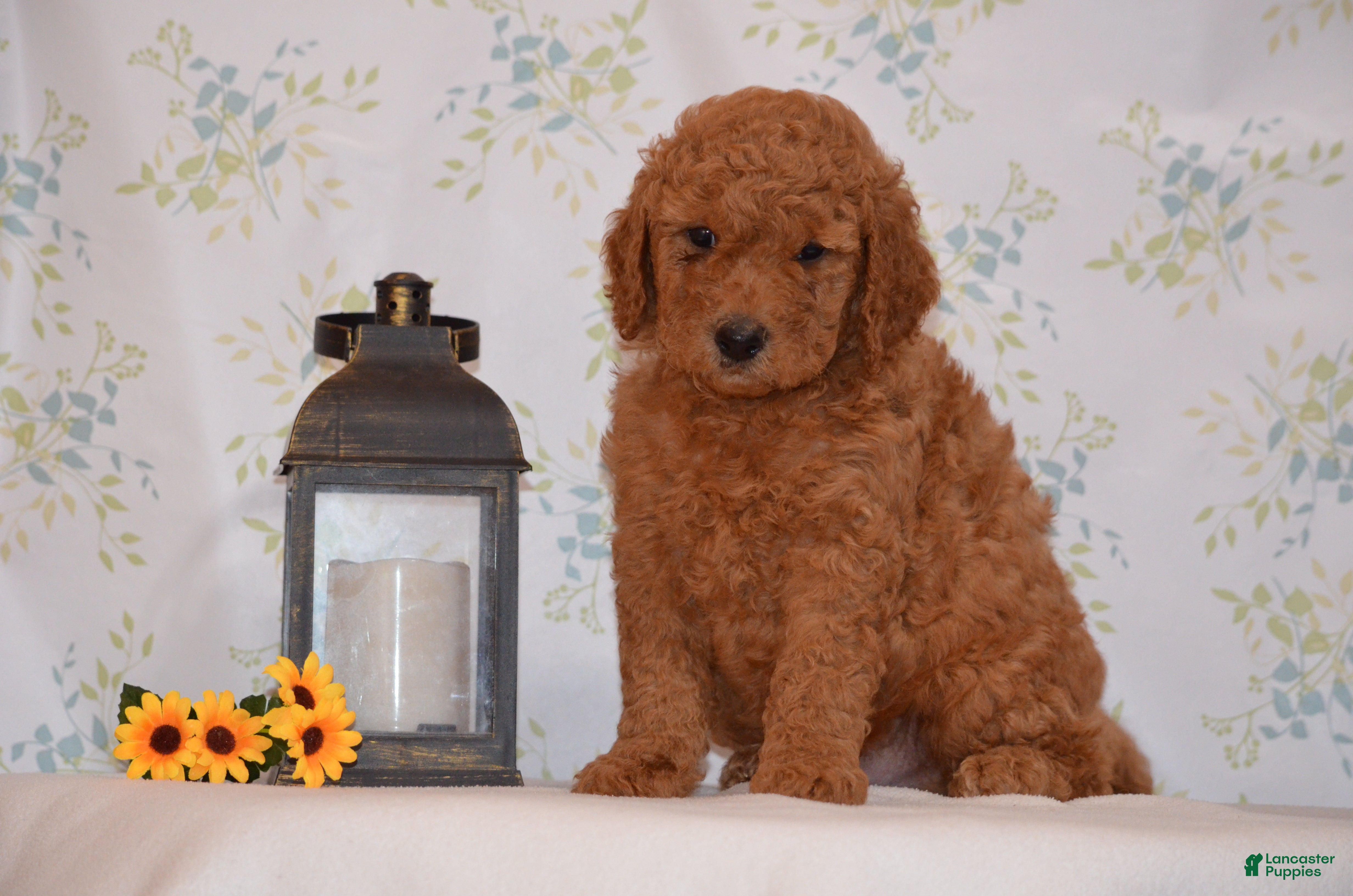 Mini Goldendoodle dogs Andy  - Ad 1