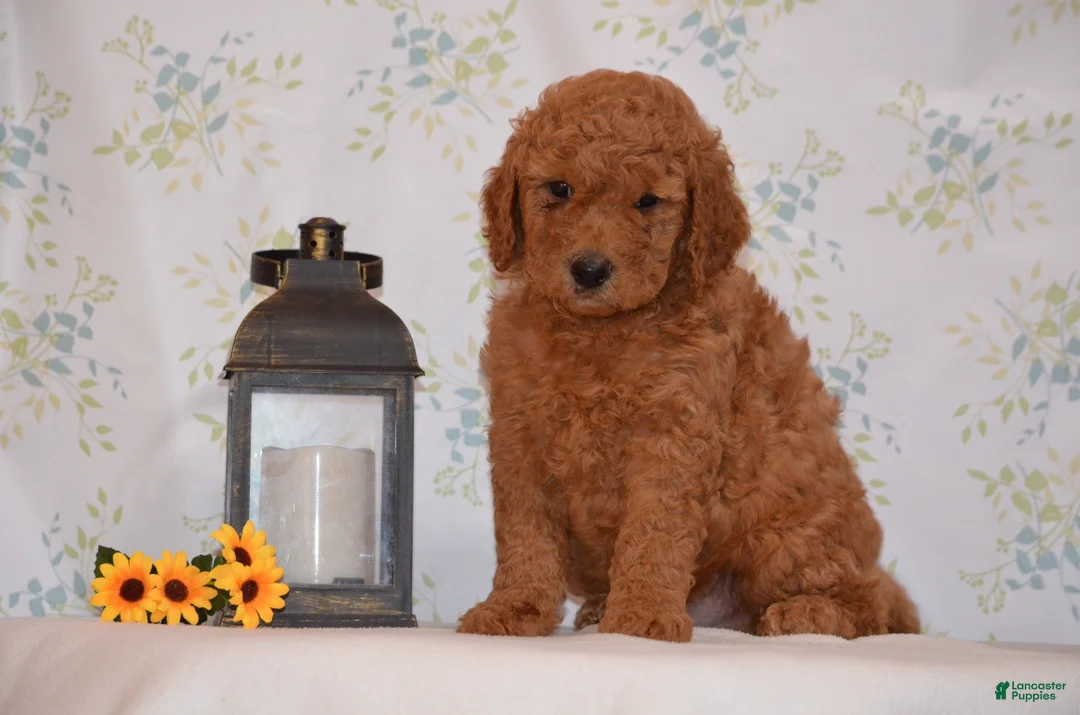 Mini Goldendoodle dogs for sale: Andy  - Ad 1