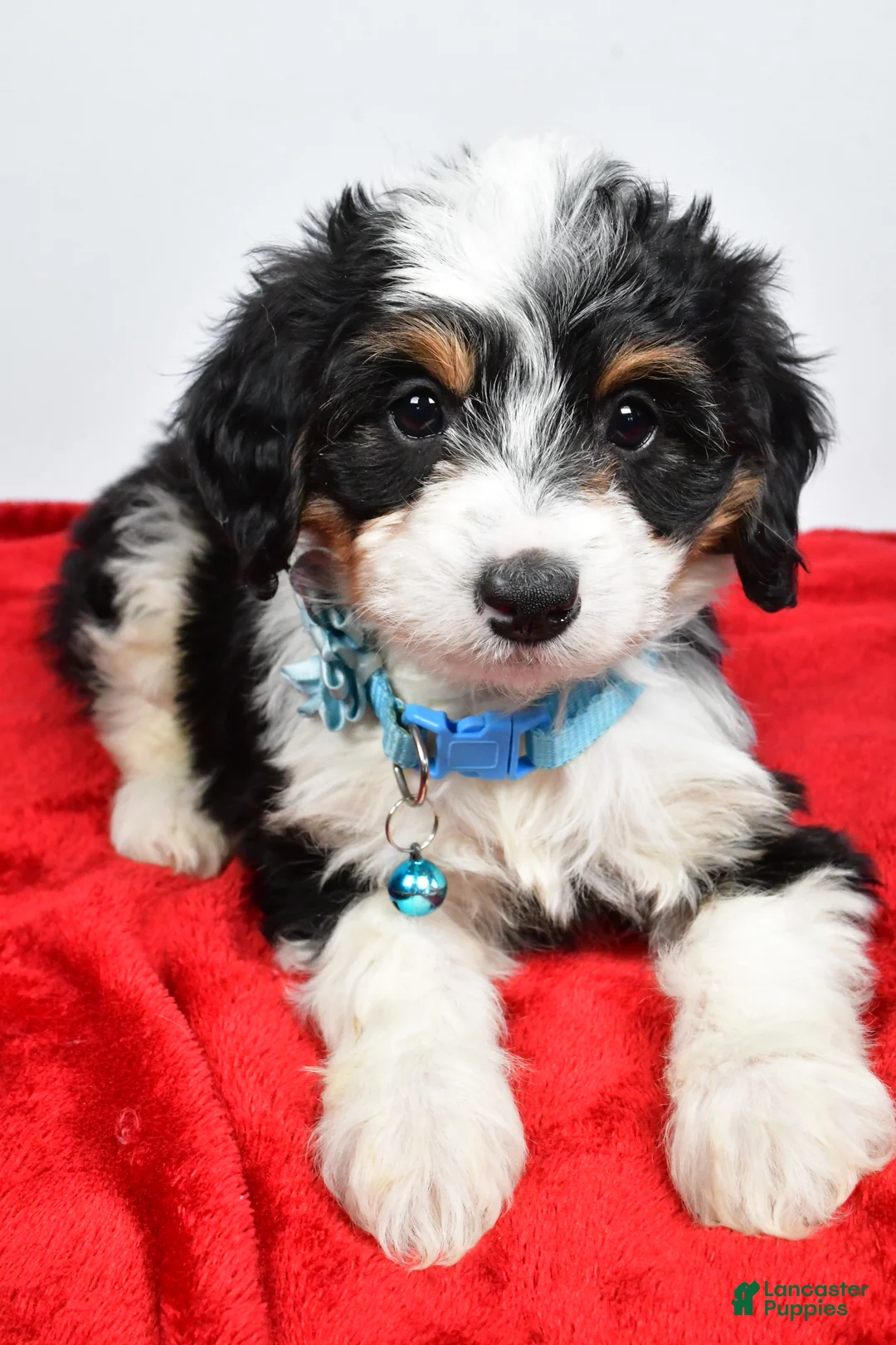 Mini Aussiedoodle dogs for sale: Gabby - Ad 9