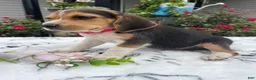 Beagle dogs for sale: Lucy - Ad 2