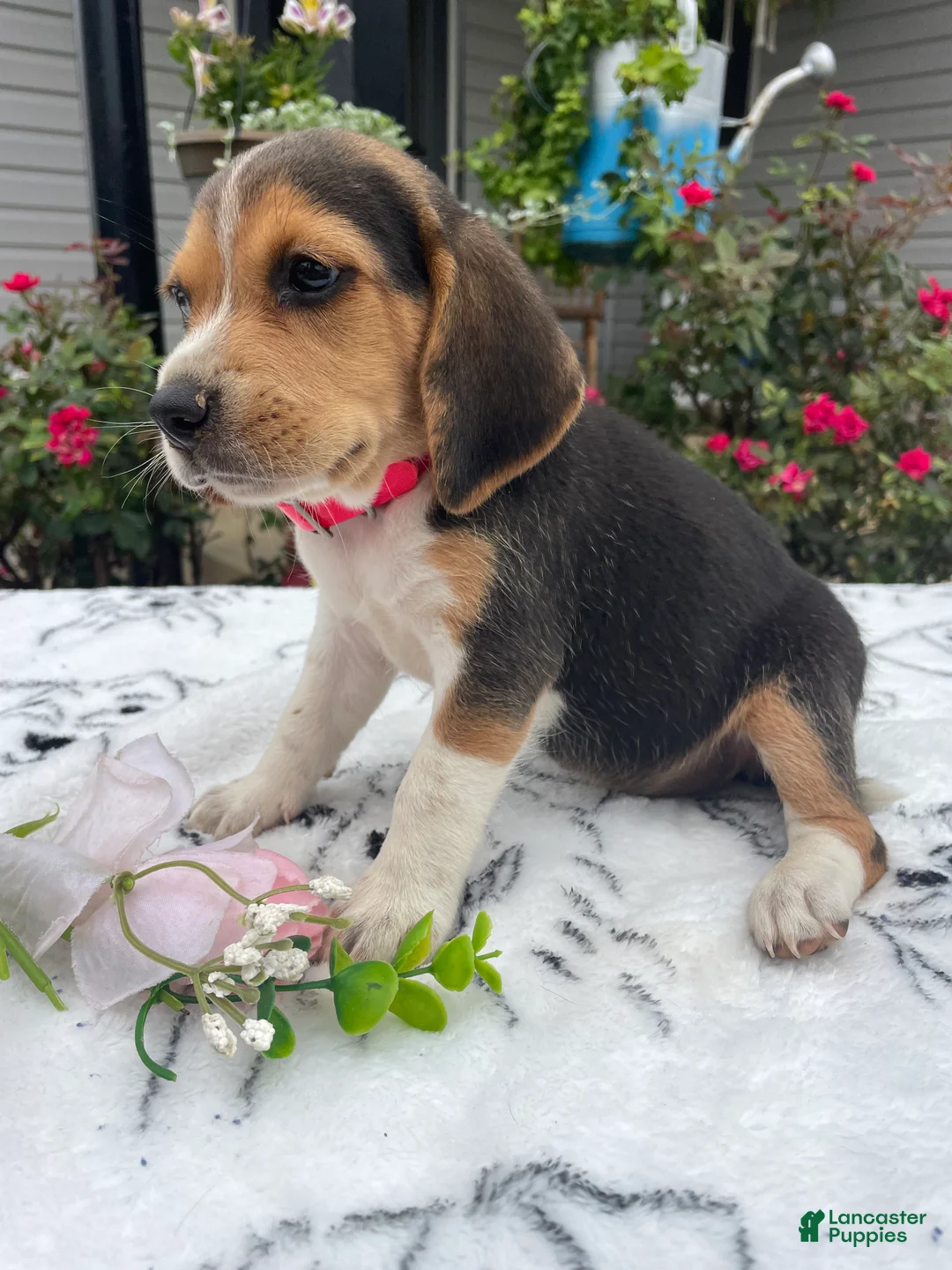 Beagle dogs for sale: Lucy - Ad 2
