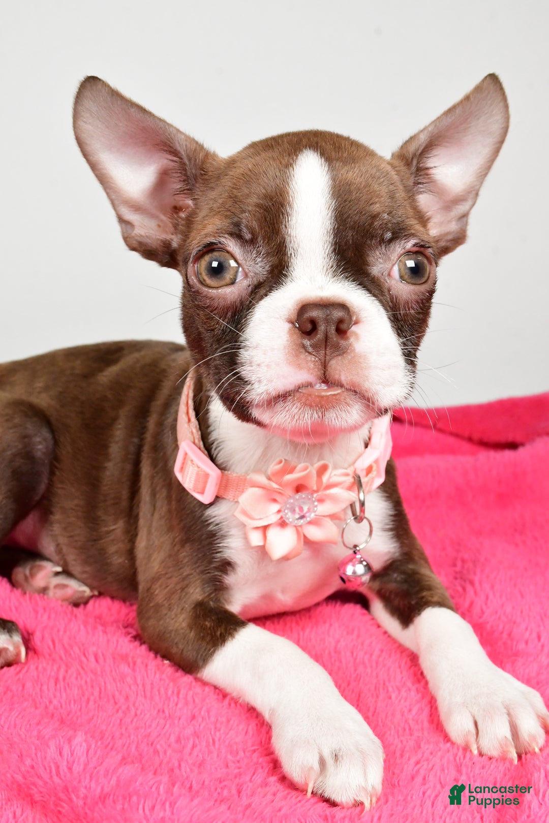 Boston Terrier dogs for sale: Ramona - Ad 2
