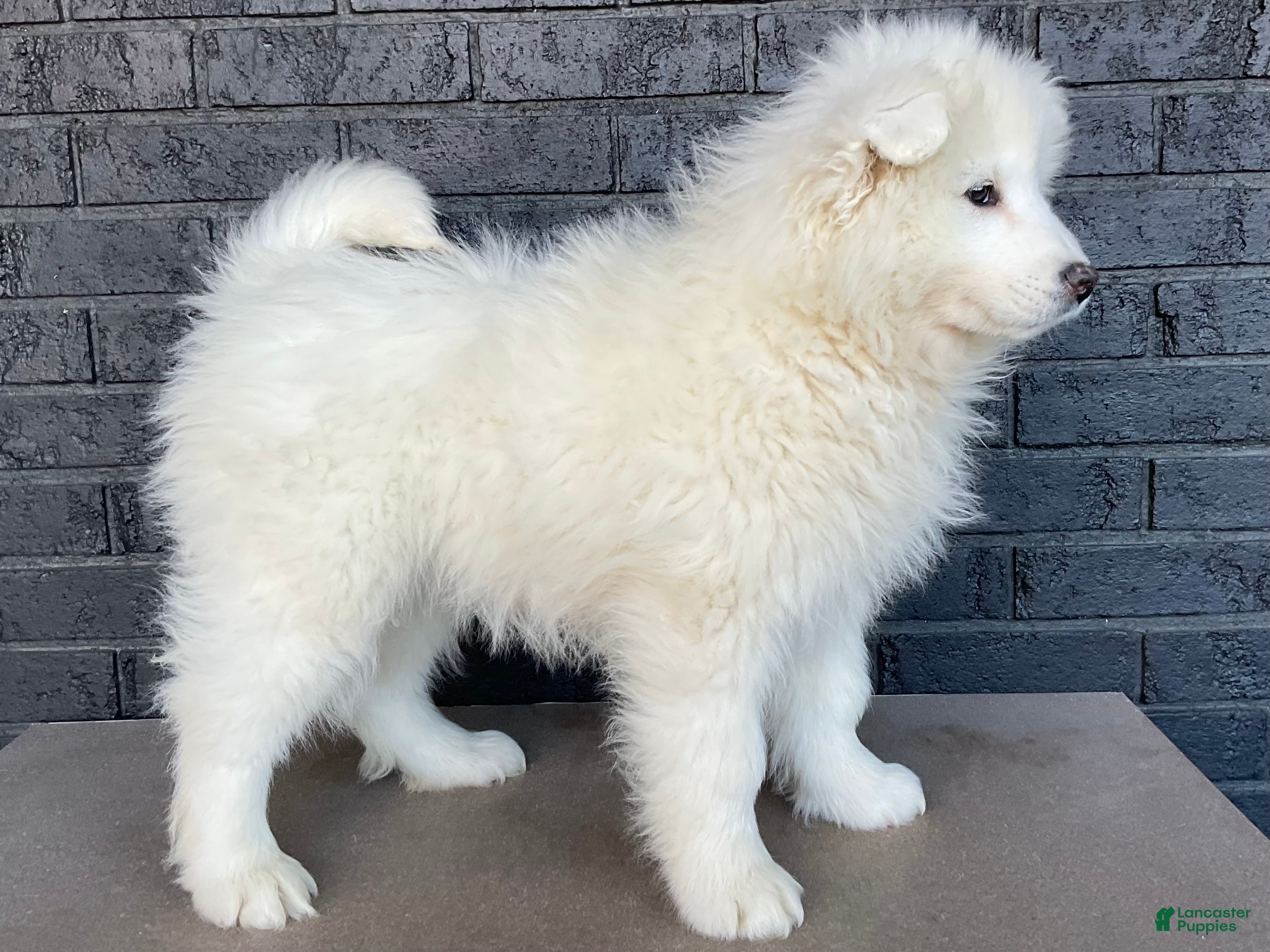 Samoyed dogs Syl - Ad 2