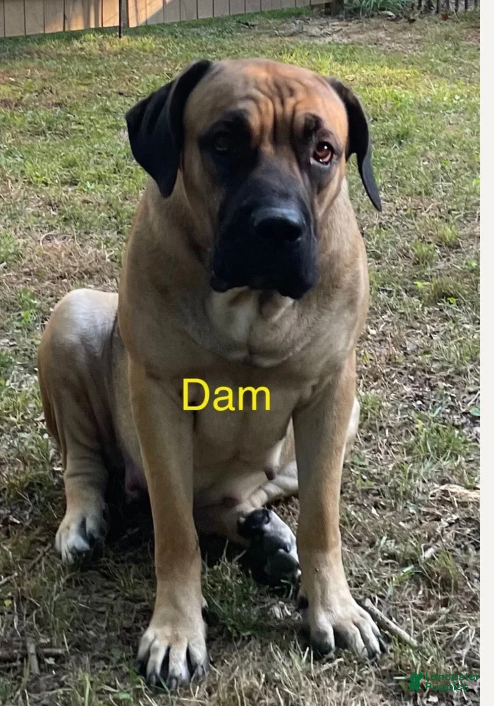 Cane Corso dogs Capri - Ad 2