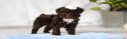 Toy Poodle dogs for sale: Avery - Ad 5
