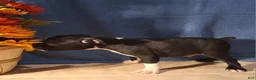 Boston Terrier dogs for sale: Elliott - Ad 6