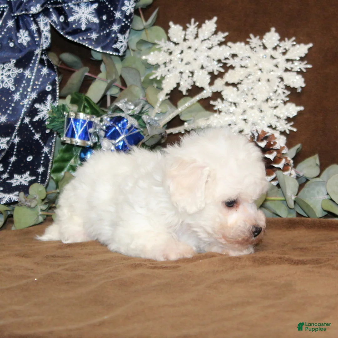 Bichon Frise dogs for sale: Twinkles - Ad 3