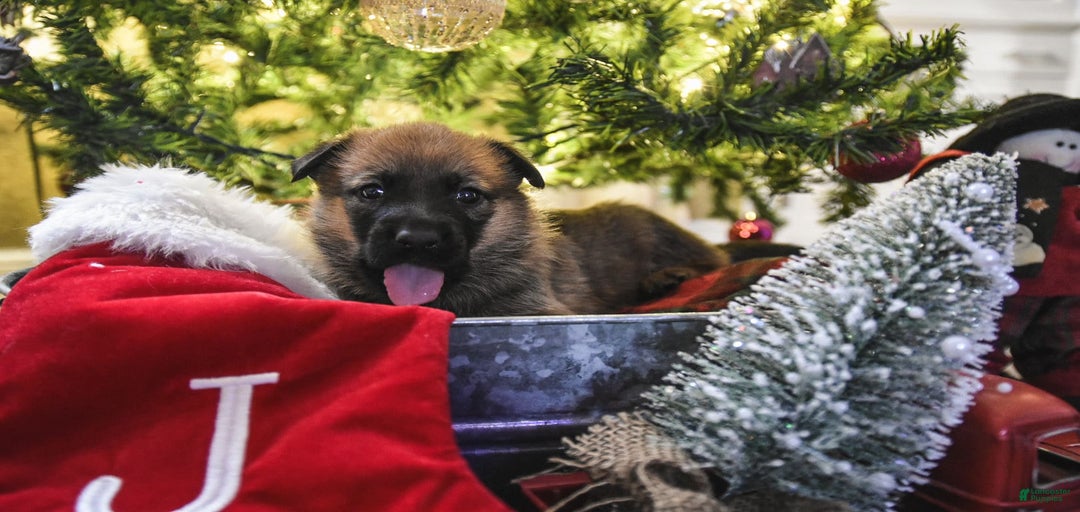 Gallery Image {{count}}