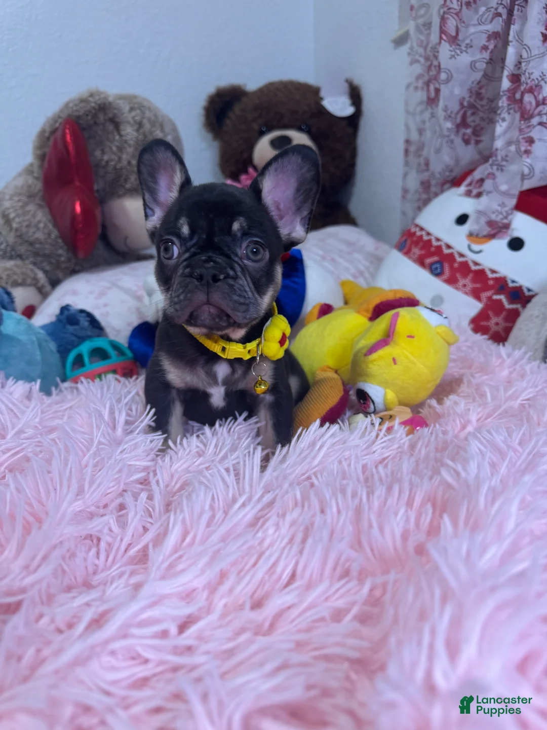 French Bulldog dogs for sale: French Bulldog Puppy  - Ad 1