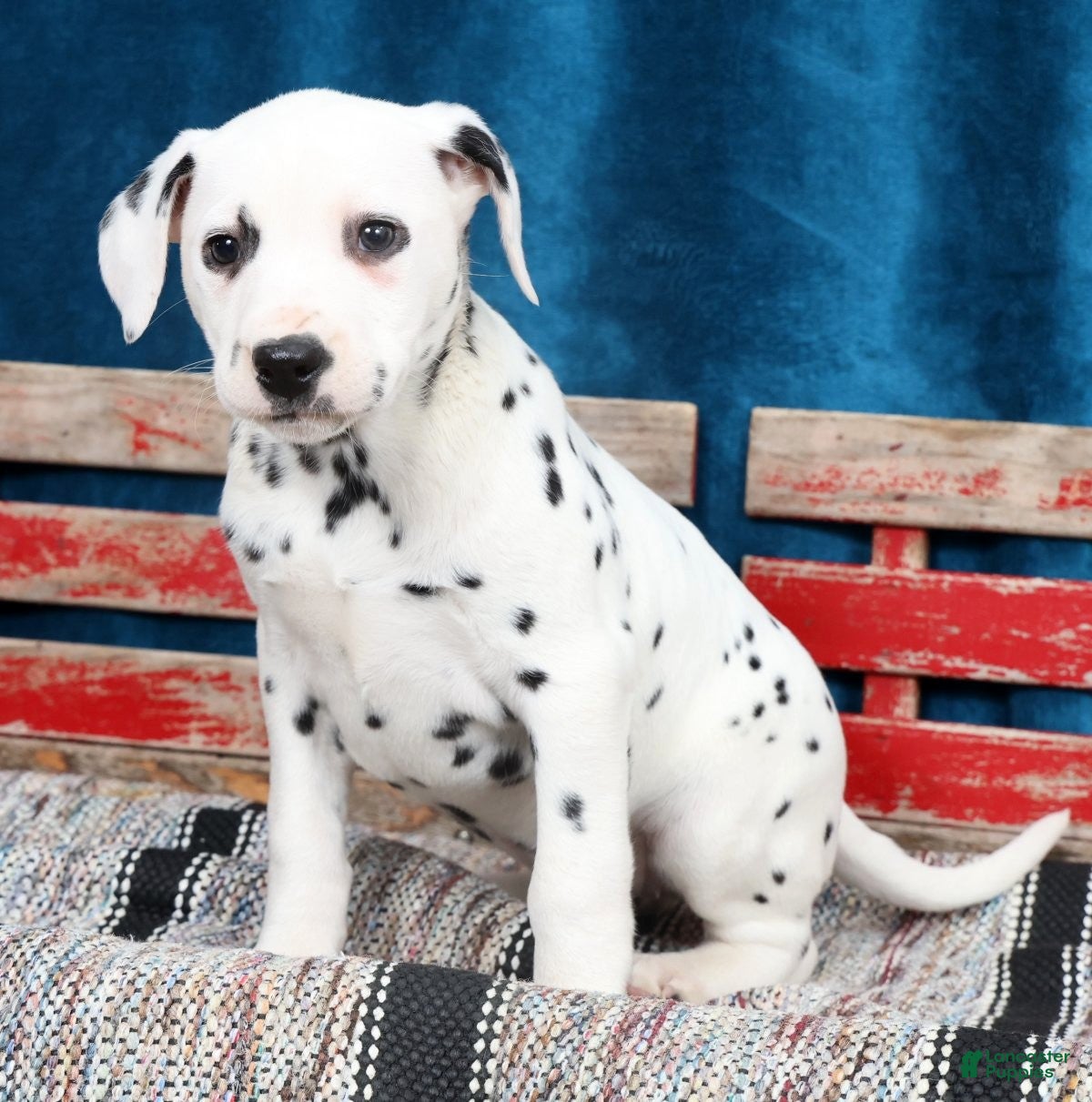 Dalmatian dogs Ollie - Ad 1