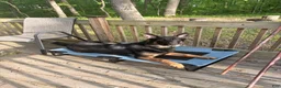 German Shepherd dogs for sale: German Shepherd 1 - Ad 3