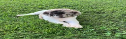 Standard Poodle dogs for sale: Tulip- genetic clear - Ad 3